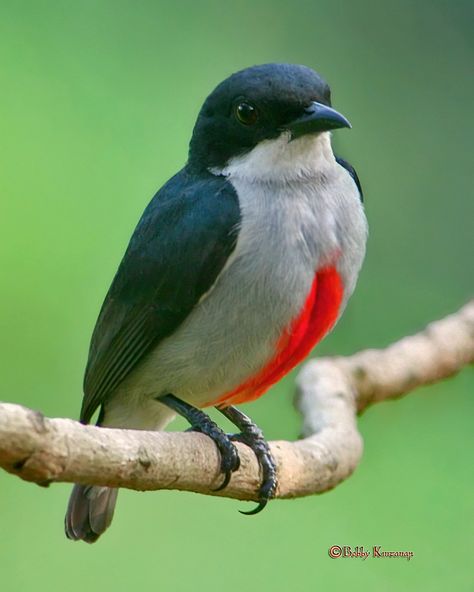 Cebu Flowerpecker (Dicaeum quadricolor) endemic to the Cebu Island of the Philippines Asian Birds, Cebu Philippines, Birds In The Sky, Wild Animals Pictures, Most Beautiful Birds, Kinds Of Birds, Lovely Creatures, Rare Animals, Tropical Birds