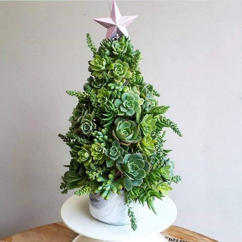 Succulent Christmas tree Succulent Christmas, Succulent Tree, Pretty Christmas Trees, Succulent Centerpieces, Alternative Christmas Tree, Colorful Succulents, Succulent Gardening, Mini Succulents, Succulent Arrangements