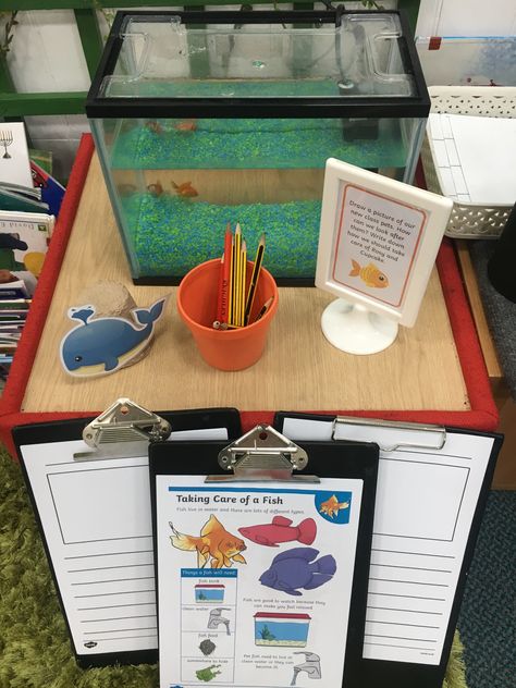 Writing about our Class Pets the fish Fish Tank In Classroom, Classroom Pets Real, Classroom Fish Tank Class Pet, Classroom Fish Tank, Classroom 1st Grade, Emotional Support Classroom, Nurture Room, Class Pets, Science Table