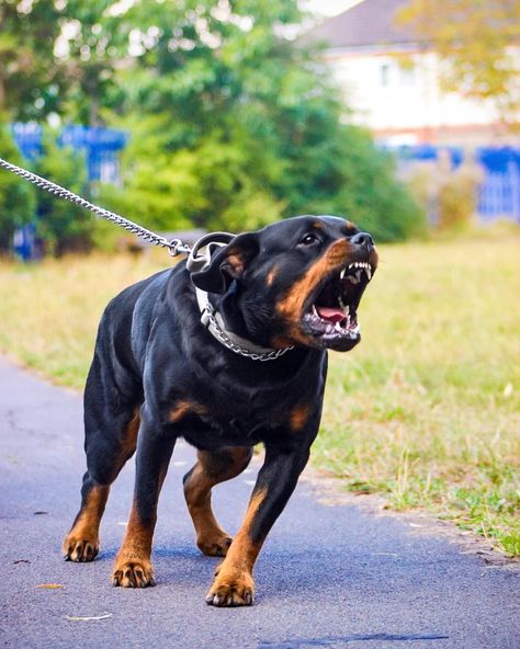 Rottweiler Guard Dog, Scary Dog Breeds, Rot Weiler, Dog Snarling, Big Rottweiler, Rottweiler Pictures, German Rottweiler, Airedale Dogs, Rottweiler Breed