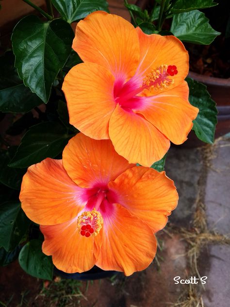 Hibiscus Orange Hibiscus, Indoor Flowering Plants, Fleur Orange, Hibiscus Plant, Flower Therapy, Airbrush Art, Hawaiian Flowers, Hibiscus Flower, Beautiful Flowers Pictures