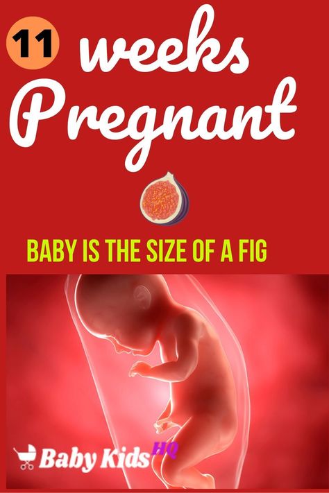 At 11 weeks pregnant, your baby is so small that you could hold him in the palm of your hand!  The most critical part of development is now over, and all that is left for your baby to do is put on enough weight to be ready for delivery. Your baby will grow extremely quickly this week, going from 21-25 mm to 44-51 mm by the end of the week.  At no other time in his life, will you baby grow so fast as now. #pregnancyweekbyweek #pregnancytips #pregnancytimeline #pregnancytrimesters Baby Development In Womb, 1 Week Pregnant, Baby Development Chart, Stages Of Baby Development, 11 Weeks Pregnant, Baby Development Activities, Pregnancy Timeline, 5 Month Old Baby, Weeks Of Pregnancy