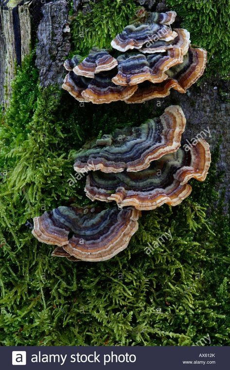 Mushroom Turkey Tail, Mushrooms On A Tree, Mushroom On A Tree, Mushroom Tree Stump, Mushrooms On A Log, Mushroom On Trees, Turkey Tail Mushroom Illustration, Turkey Tail Tattoo, Turkey Tail Mushroom Tattoo