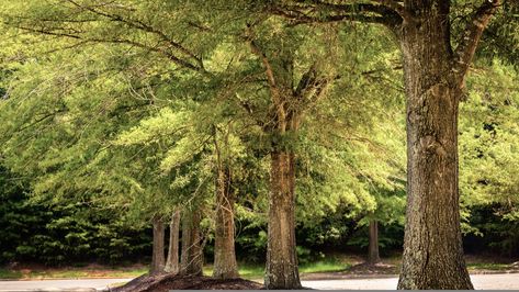 Willow Oak: A Handsome Southerner Willow Oak Tree, Louisiana Landscape, Tree Leaf Identification, Leyland Cypress Trees, Red Oak Tree, Leaf Identification, Willow Oak, Leyland Cypress, Outside Lands