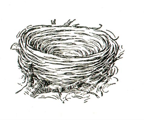 bird nest Birds Nest Drawing, Nest Drawing, Mini Doodles, Nest Images, Lyric Book, Woodcut Prints, Alphabet Pictures, House Colouring Pages, Pokemon Coloring Pages