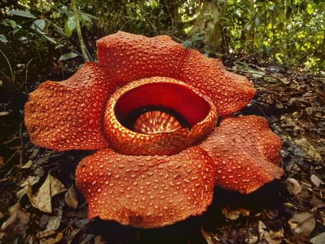 Unusual Flowers - Rafflesia arnoldii - - See more at: http://worldoffloweringplants.com/10-unusual-flowers Amorphophallus Titanum, Carrion Flower, Frans Lanting, Corpse Flower, Bat Flower, Chobe National Park, Unusual Flowers, Rare Flowers, Tropical Rainforest