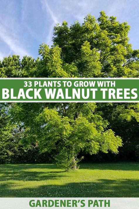 Black Oak Tree, Hickory Tree, Shed Landscaping, Black Walnut Tree, Flowering Bushes, Privacy Plants, Tree Identification, Walnut Tree, Blueberry Bushes