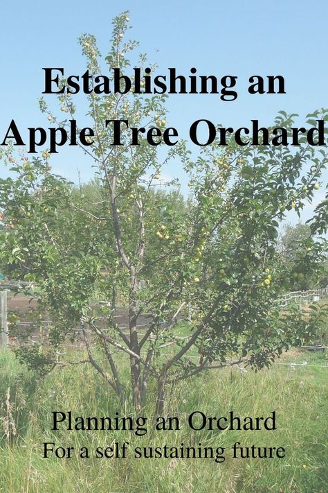 Planning an orchard with an apple tree orchard and fruit orchard in hopes of having a food forest Growing An Apple Orchard, Apple Tree Orchard, Small Apple Orchard, How To Start An Orchard, Small Orchard Layout, Backyard Orchard Layout, Hillside Orchard, Tree Guild, Apple Tree Farm