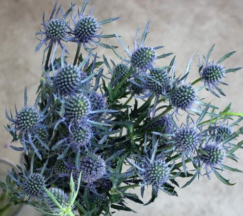 Thistle Bouquet, Thistle Plant, Fresh Wedding Flowers, Blue Thistle, Thistle Flower, Real Christmas Tree, Blue Wedding Flowers, Flower Blue, Unique Flowers