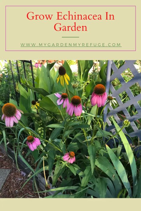 Echinacea Flower, Seed Starting Soil, Echinacea Tea, Deer Resistant Plants, Southern Garden, Pollinator Garden, Easy Plants, Garden Pests, Seed Starting