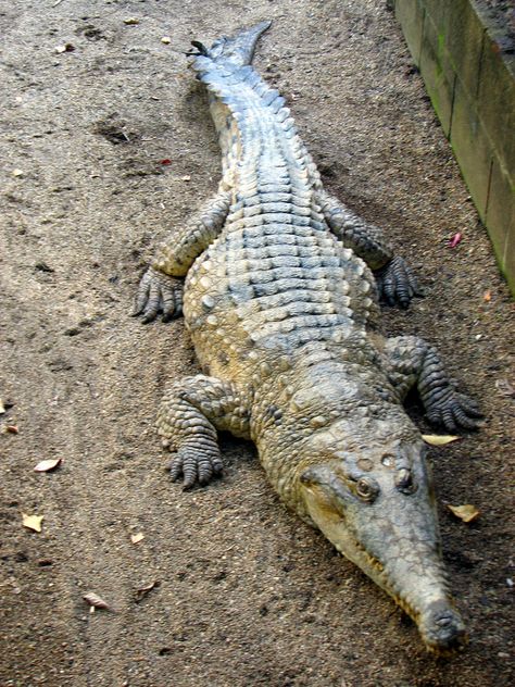 Estuarine Crocodile, Crocodiles, Sea Creatures, Turtles, Alligator, Animals