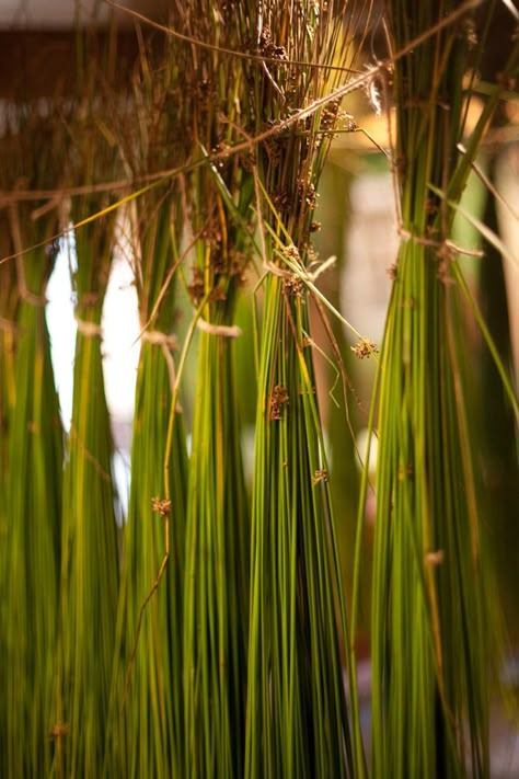 Preparing Soft Rush, Norway. Rush Weaving, Rush Basket Weaving, Weaving With Grasses, Raranga Flax Weaving, Plant Fibre Weaving, Rush Baskets, Basket Weaving Foraging, Pine Needle Crafts, Making Baskets