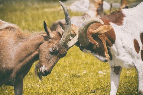 Public Domain Images, Free Pictures, How Beautiful, Online Accessories, Free Photos, Mammals, Stock Images Free, Goats, The Incredibles