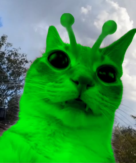 Green Cat, Feline, Toys, Green