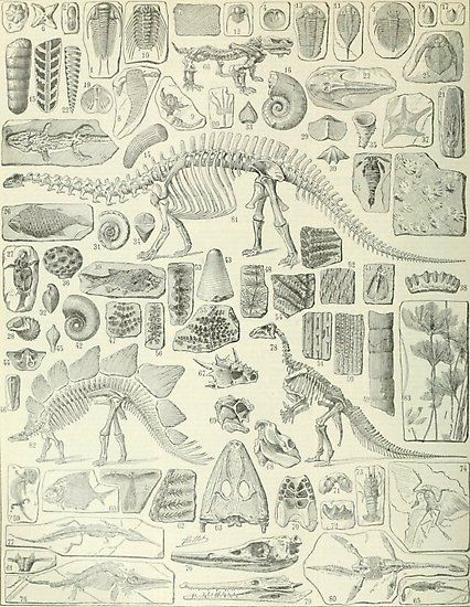 Fossil Chart by bluespecsstudio Animal Skeletons, Foto Transfer, Science Illustration, Dinosaur Decor, Dinosaur Art, Dinosaur Fossils, Scientific Illustration, Illustration Vintage, Prehistoric Animals