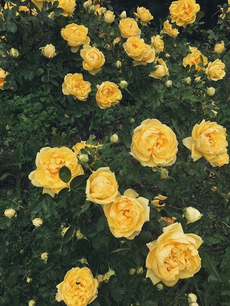 Yellow Roses Aesthetic Wallpaper, Aesthetic Yellow Roses, Yellow Roses Aesthetic, Yellow Rose Wallpaper, Yellow Roses Wallpaper, Yellow Flower Aesthetic, Flowers Yellow Roses, Rose Aesthetics, Yellow Aesthetic Pastel