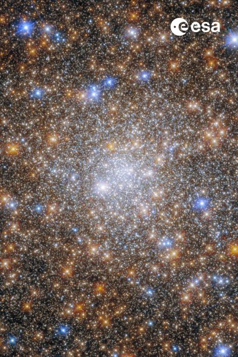 The image is almost completely filled with stars of orange, blue, white colours of varying sizes and brightness. The density is slightly greater in the middle where it appears bright white. Globular Cluster, Field Camera, Space News, Star Cluster, Hubble Space, Halloween Scene, Hubble Space Telescope, Space Telescope, Light Year