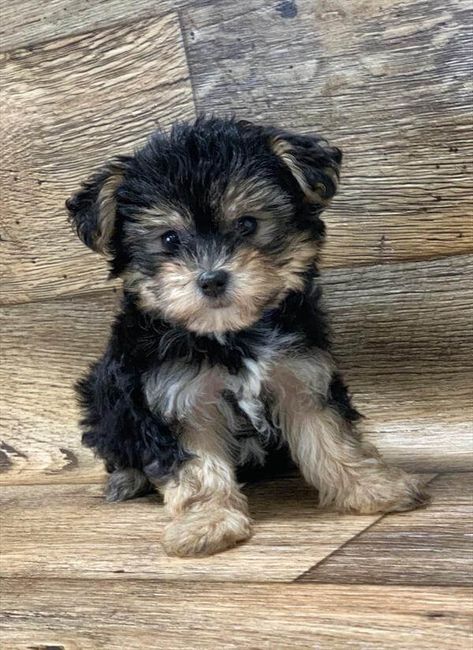 Yorkie Poo Puppies, Yorkie Poodle, Teacup Yorkie Puppy, Cute Small Dogs, Puppy Mom, Dog Mommy, Very Cute Puppies, Super Cute Puppies, Yorkie Poo