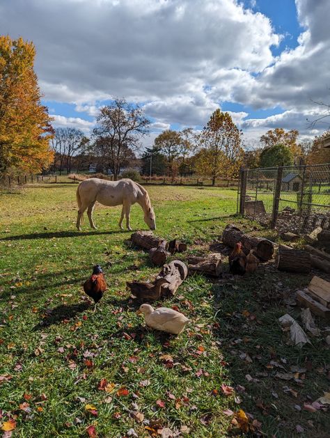 Small Farm With Animals, Egg Types, Farm With Animals, Homestead Animals, Cowgirl Life, Family Homestead, Dream Farm, Farm Living, Dream Place