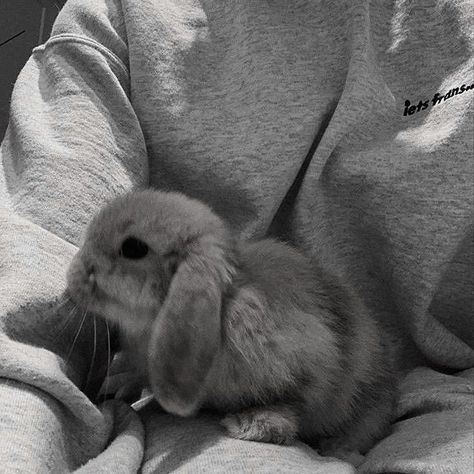 Icon Gif, Grey Bunny, Notion Template, Gray Aesthetic, Fluffy Animals, Cute Little Animals, Black Backgrounds, Aesthetic Wallpapers, Cute Animals