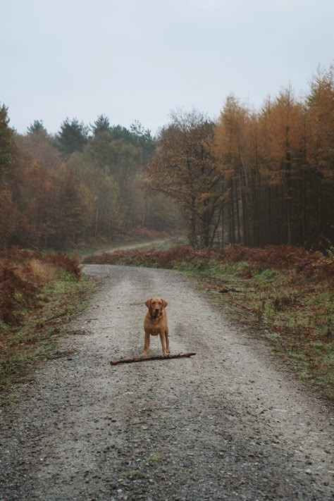 Rustic Country Aesthetic, Autumn Country Aesthetic, Rustic Aesthetic Photography, English Autumn Aesthetic, English Countryside Life, Autumn Countryside, English Autumn, Uk Countryside, English Countryside Aesthetic