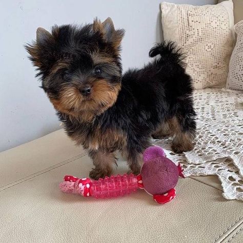 Yorkie Puppies For Adoption, Puppies Photos, Yorkie Breeders, Toy Yorkie, Yorkshire Puppies, Teacup Yorkie For Sale, Teacup Yorkie Puppy, Yorkie Puppy For Sale, Toy Dog Breeds