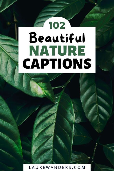 A list full of beautiful nature captions for Instagram. Find the best nature quotes here! Caption For Greenery Pictures, One Word Nature Captions, Caption For Nature Lover, Enjoying Nature Caption, Beautiful Nature Captions, Nature Therapy Captions, Caption About Nature Beauty, Nature Instagram Captions, Nature Captions Instagram