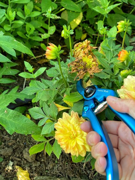 Growing a garden but not sure when and how to start deadheading flowers? Here are some deadheading basics for beginners. #deadheadingflowers #deadheadingdahlias #deadheadingmarigolds #deadheadingroses #howtodeadheadroses #howtodeadheadflowers #howtodeadheadgeraniums #gardeningtips #gardeningforbeginners #gardening #gardeninghacks #howtodeadheaddahlias #gardenideas #gardenprojects #gardeninspiration #cottagegarden How To Deadhead Flowers, Deadheading Flowers, Deadheading Roses, Deadheading, Early Spring Flowers, Easy Care Plants, Garden Images, Healthy Garden, Annual Flowers