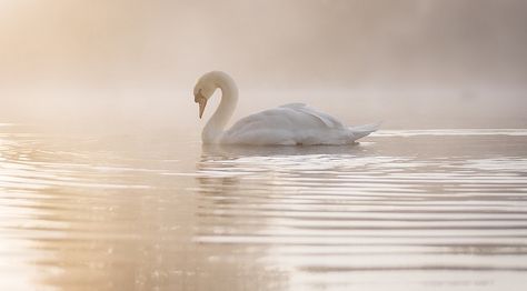 Swan Princess, Swan Song, Ugly Duckling, White Swan, Macbook Wallpaper, Swan Lake, Beautiful Creatures, Desktop Wallpaper, Macbook