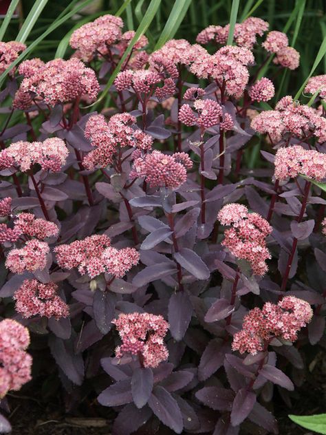 Purple Emperor, Sedum Plant, Edging Plants, Goth Garden, Purple Leaves, Purple Plants, Agaves, Cactus Y Suculentas, Foliage Plants