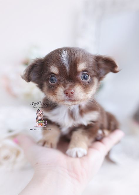 Chocolate Shih Tzu For Sale | Teacup Puppies & Boutique Chocolate Shih Tzu, Pekingese Puppies For Sale, Long Haired Chihuahua Puppies, Shih Tzu For Sale, Toy Chihuahua, Psy Chihuahua, Micro Teacup Puppies, Pekingese Puppies, Teacup Chihuahua Puppies