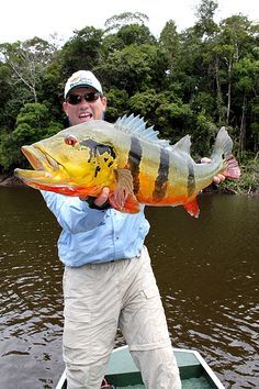 Karp Koi, Peacock Bass, Trophy Fish, River Monsters, Monster Fishing, Fishing Photos, Salt Water Fish, Bass Fishing Tips, Fishing Pictures