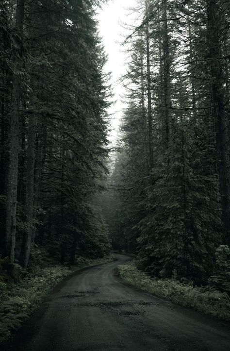 Cheyenne Core, 숲 사진, Dark Naturalism, Dark Forest Aesthetic, Dark Landscape, Forest Aesthetic, Dark Green Aesthetic, Dark Nature, Dark Nature Aesthetic