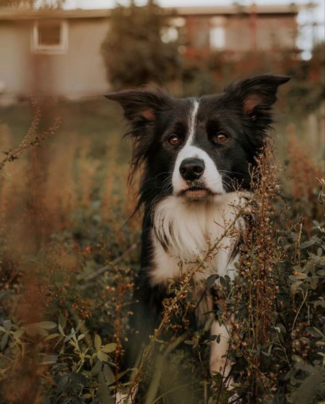 Border Collie Aesthetic, Border Collie Puppy Aesthetic, Brown Border Collie Aesthetic, Border Collie Farm Dog, Border Collie Playing, Border Collie Dog, Herding Dogs, Collie Dog, Dogs Of The World