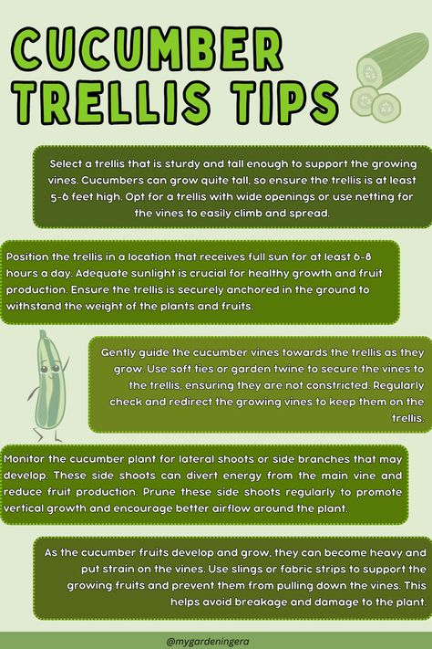 Infographic titled "Cucumber Trellis Tips". Discover the secrets of successful cucumber trellising with these 5 essential tips: 1. Choose vining cucumber varieties for vertical growth. 2. Install a sturdy trellis system to support the vines. 3. Ensure proper spacing between plants for optimal airflow. 4. Secure the vines to the trellis as they grow to promote upward growth. 5. Regularly prune the vines to maintain manageable growth. How To Trellis Cucumbers, Cucumber Vine, Garden Cucumbers, Growing Cucumbers Vertically, How To Grow Cucumbers, Cucumber Trellis Diy, Backyard Raised Garden, Grow Cucumbers, Raised Garden Beds Diy Vegetables