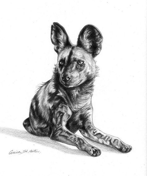 "African Wild Dog" - Graphite Drawing Painted Dog Art These dogs are so beautiful and have always fascinated me. Elusive by nature, to see one in person is exciting for anyone. A wonderful piece for any wildlife lover! © Corina St Martin African Wild Dog Drawing, Wild Dog Drawing, Dog Drawing Easy, Hyena Tattoo, Lover Drawing, Dog Drawing Simple, Painted Dog, Wild Dog, Theme Tattoo