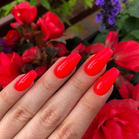 Magdalena Garsztka on Instagram: “Neonowe czerwone 🤤  #red #nails #rednails #neonnails #neon #redneon #flowers #redflowers #redflower #hand #makeup” Neon Red Nails, Long Fingernails, Hand Makeup, Neon Red, Makati, Red Nails, Long Nails, Pretty Nails, Make Up