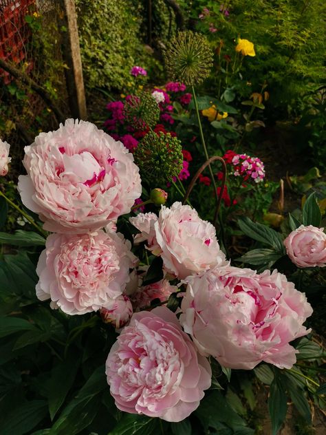 Pink peony Sarah Bernhardt Pink Peonies Aesthetic, Flower Aestethic, Sarah Bernhardt Peony, Peony Sarah Bernhardt, Petal Gown, Sarah Bernhardt, Peony Garden, Planting Peonies, Peonies Garden