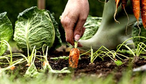 A #fallgarden can be beautiful and productive if it has a proper start. Here are tips for getting #fall #crops going. #gardening Compost Container, Garden Improvement, Garden Problems, Vegetable Garden For Beginners, Organic Vegetable Garden, Hobby Farms, Organic Vegetables, Veggie Garden, Edible Garden