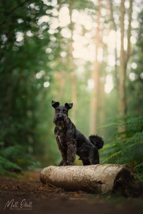 Moody Dog Photography, Dog Photography Forest, Black Dog Photography, Urban Dog Photography, Dog Photography Ideas Creative, Dog Portraits Photography, Dog Owner Photoshoot, Professional Dog Photography, Dog Family Pictures