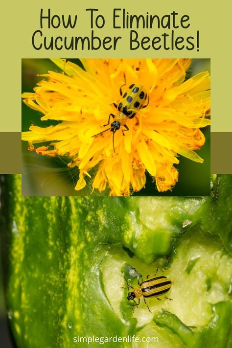 Cucumber Beetles can be a major pest for not only cucumber plants but all cucurbits in your garden! Find out ways that you can naturally get rid of these pests and enjoy an amazing crop of cucumbers this season! Cucumber Beetles How To Get Rid Of, Natural Bug Killer, Cucumber Plants, Cucumber Gardening, Cucumber Varieties, Plant Bugs, Seed Starter Kit, Cucumber Beetles, Vegetable Garden Tips