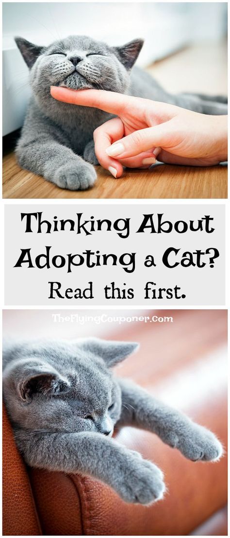 Thinking about adopting a cat? Read this first. Ideas, tips, checklist for adopting black cats and senior cats. The Flying Couponer. Adopting A Cat Checklist, Cat Checklist, Adopting A Cat, Adopting A Kitten, Senior Cats, Caring For A Newborn, Cat Things, Cat Reading, Kitten Care