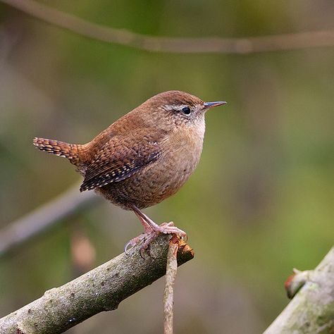 wren / zaunkönig - wrens like their soft food on the ground. they are pretty small and often mistaken for a little mouse! Wild Birds Photography, British Wildlife, Wild Creatures, Bird Artwork, Wren, Backyard Birds, All Birds, Bird Pictures, Bird Garden