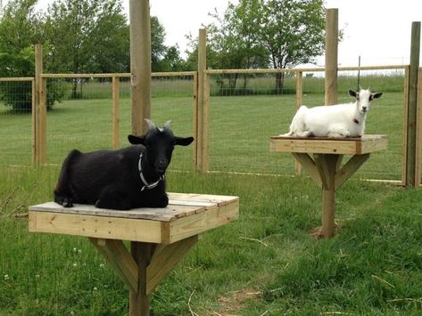 Farm Goats, Goat Playground, Goat Toys, Goat Shed, Goat Shelter, Goat Pen, Mini Goats, Goat House, Pen Ideas