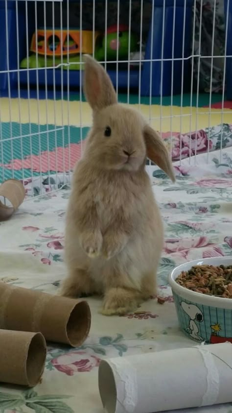 Bunny Sitting Up, Bunny Standing Up, Flop Eared Bunny, Lion Lop Bunnies, Bunny Lop Eared, Holland Lops Bunnies, Cute Holland Lop Bunnies, French Lop Bunny, Bunny Holland Lop