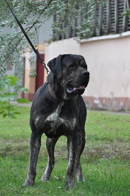 Serbian Defense Dog, Laizhou Hong, Bully Kutta, Thai Ridgeback, Neapolitan Mastiff, Presa Canario, Big Dog Breeds, Giant Schnauzer, Sled Dog