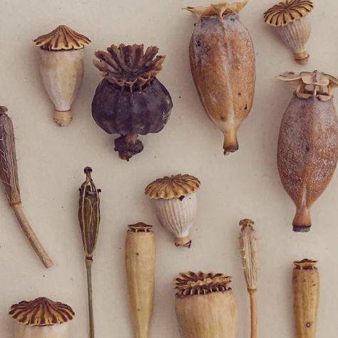 Seed Pods Art, Poppy Seed Pods, Foto Macro, Wood Spoon Carving, Geometry In Nature, Poppy Pods, Scrub Corpo, Rock Flowers, Plant Fungus