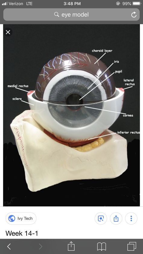 Eye Model Anatomy, Human Eye Model Project, Orbit Anatomy, Human Anatomy Model, Biology Diagrams, Human Muscle Anatomy, Eye Model, School Science Projects, Anatomy Bones