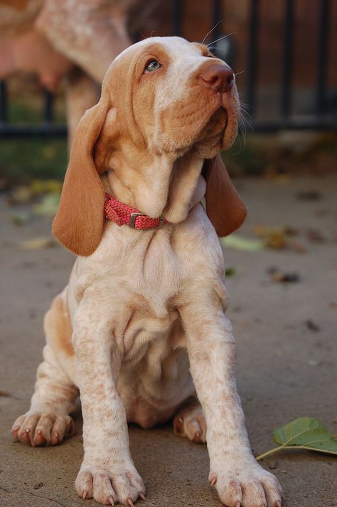 Bracco Italiano Sprinter Spaniel, Transylvanian Hound, Bloodhound Dogs, Hound Breeds, Every Dog Breed, Bird Dogs, Puppy Breeds, Puppy Care, Hound Dog