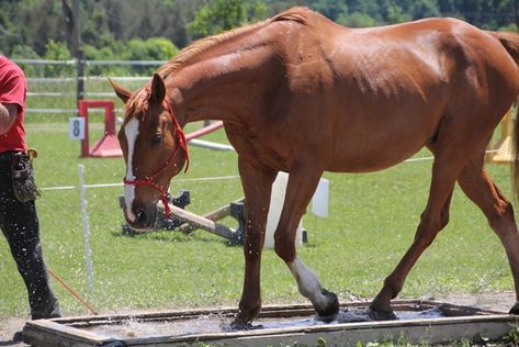 Desensitizing Horses, Horse Desensitizing, Flight Response, Horse Lessons, Prey Animals, Trail Riding, Horse Stuff, Tips And Advice, A Horse